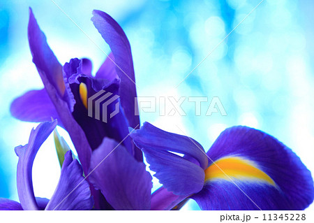 Beautiful blue iris flowers background Beautiful blue iris flowers background 11345228
