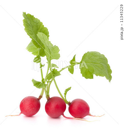 Small garden radish with leaves 11345229
