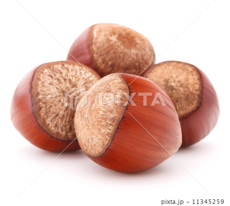 hazelnut or filbert nut isolated on white background cutout hazelnut or filbert nut isolated on white background cutout 11345259