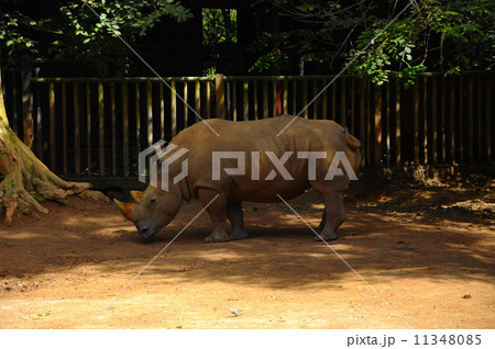 Rhinoceros at Malacca Zoo Rhinoceros at Malacca Zoo 11348085