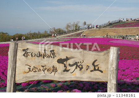 茶臼山高原の芝桜の丘 11348161