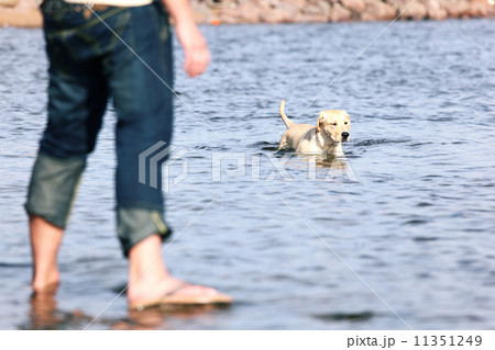 man and dog man and dog 11351249