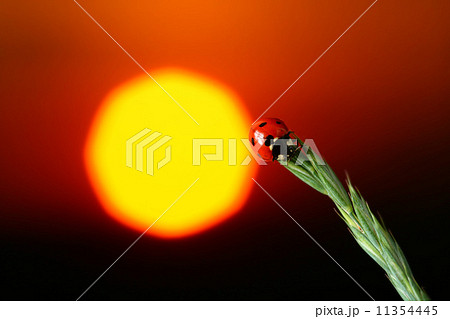 sunrise ladybug 11354445