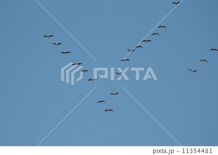 Geese Flying Geese Flying 11354481