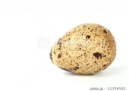 quail egg 11354501