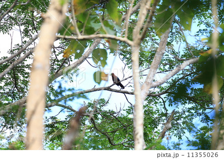 チャムネバンケンモドキ 11355026