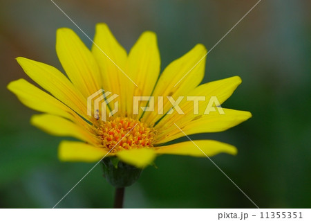 ガザニア・リゲンス ガザニア・リゲンス 11355351