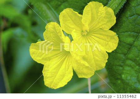 キュウーリの花 11355462