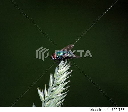 The green fly 11355573