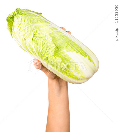 Hand holding cabbage Hand holding cabbage 11355950