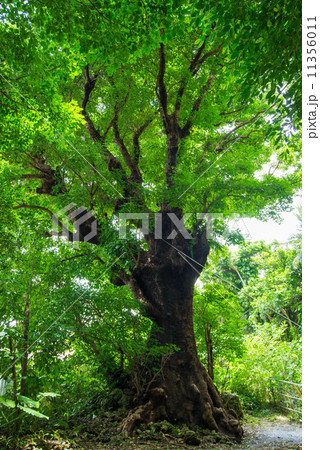 首里金城の大アカギ 首里金城の大アカギ 11356011