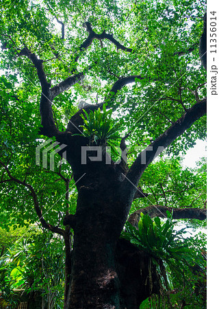 首里金城の大アカギ 11356014