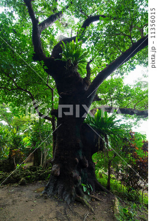 首里金城の大アカギ 11356015