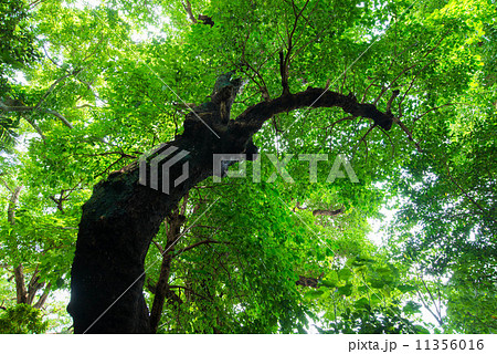 首里金城の大アカギ 11356016