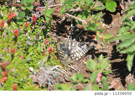 ウスバキチョウ ウスバキチョウ 11356050