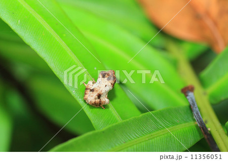 鳥の糞に擬態するカエル 11356051