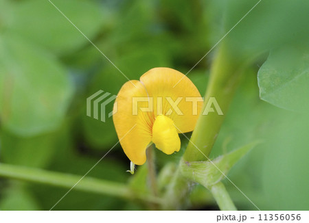 ピーナッツの花 ピーナッツの花 11356056