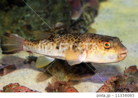 クサフグ 11356065