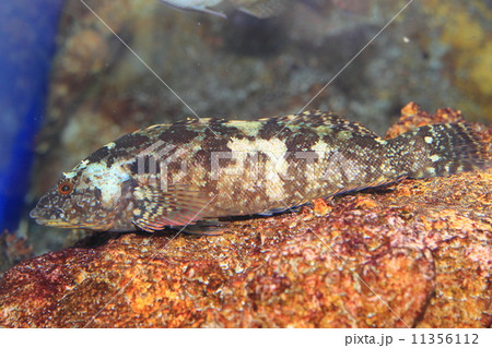 クジメ　 11356112