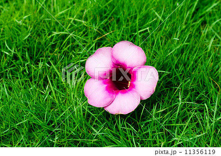 Closeup Saritaea magnifica Duyand 11356119