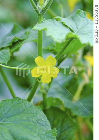 キュウーリの花 11356358