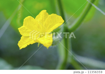 キュウーリの花 キュウーリの花 11356359