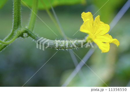 キュウーリの花 11356550