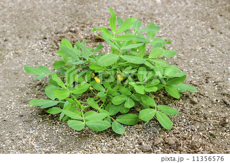 落花生 落花生 11356576