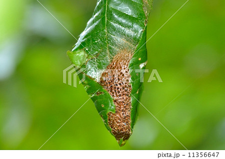 クスサンの繭 クスサンの繭 11356647