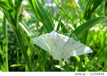 ウスキツバメエダシャク ウスキツバメエダシャク 11356648