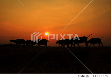 Way of life Countryside in thailand Way of life Countryside in thailand 11356820