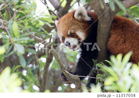 シセンレッサーパンダ シセンレッサーパンダ 11357038