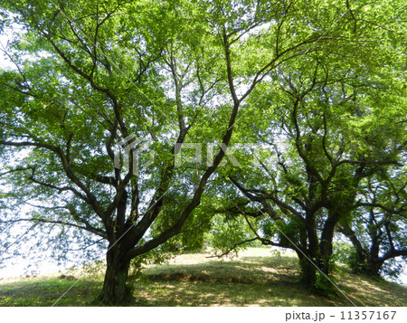 夏景色 夏景色 11357167