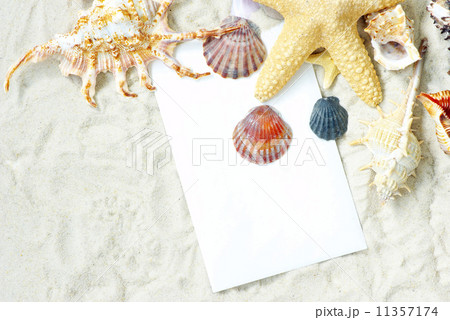 shells 11357174
