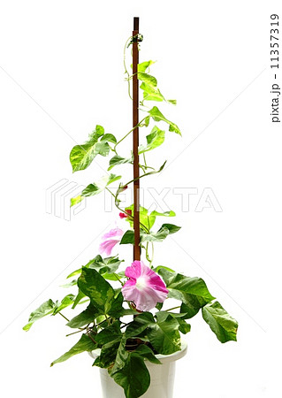 鉢植えの朝顔 鉢植えの朝顔 11357319