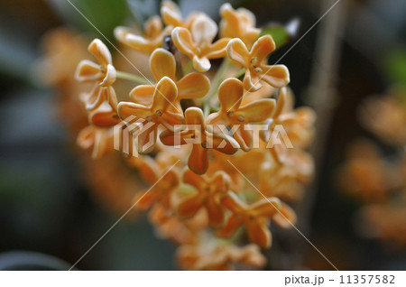 キンモクセイ 11357582