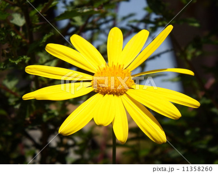 ユリオプスデージー 11358260