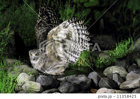 シマフクロウ 11358425