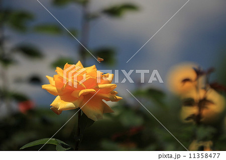 秋留台公園のバラ 11358477