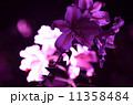 山ユリ 11358484