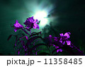 夜のユリ 11358485