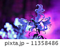 百合ライトアップ 11358486