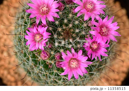 サボテンの花 11358515