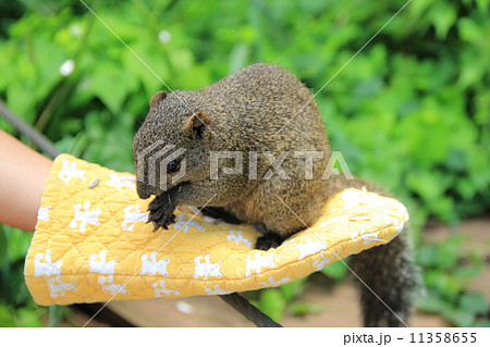 町田リス園 町田リス園 11358655