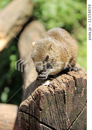 町田リス園 町田リス園 11358659