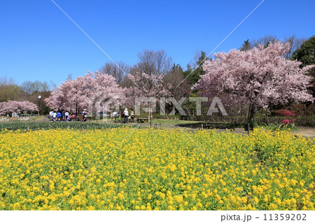 春の芦花公園 11359202