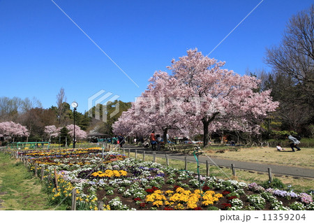 春の芦花公園 春の芦花公園 11359204