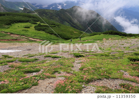 白馬連峰・清水岳山頂付近のチングルマ群落と白馬方面へ向かう登山者 11359350