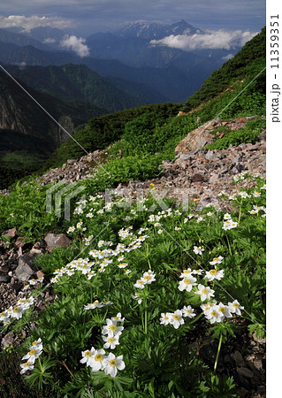 白馬連峰・清水岳付近からハクサンイチゲの花と剣・立山連峰 11359351
