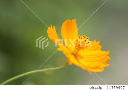 キバナコスモス キバナコスモス 11359407